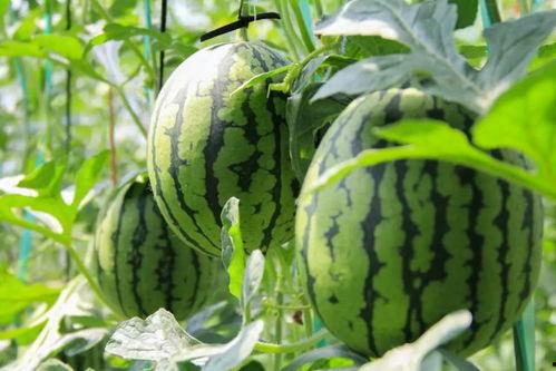 今日吃瓜吃最新最真的瓜,真相大白，网友热议不断  第3张