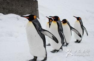 企鹅吃瓜爆料图片搞笑 第3张 企鹅吃瓜爆料图片搞笑 第3张