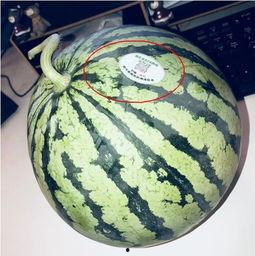 网红弟弟吃瓜,揭秘娱乐圈幕后真相 第2张 网红弟弟吃瓜,揭秘娱乐圈幕后真相 第2张