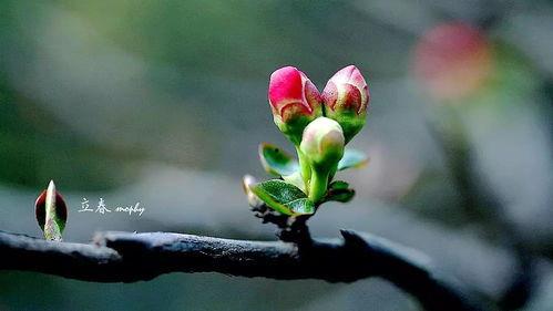 今日立春吃瓜视频 第3张 今日立春吃瓜视频 第3张