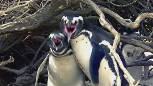 企鹅吃瓜网,揭秘娱乐圈幕后故事，带你领略明星真实生活  第2张