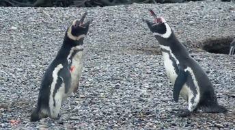 企鹅吃瓜网,揭秘娱乐圈幕后故事，带你领略明星真实生活  第3张