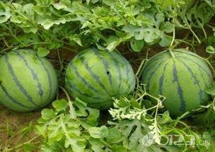 吃瓜网今日吃瓜,揭秘娱乐圈最新热点事件 第2张 吃瓜网今日吃瓜,揭秘娱乐圈最新热点事件 第2张