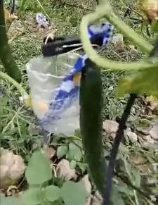 莱州网红事件吃瓜视频,吃瓜群众揭秘网络红人幕后真相  第2张