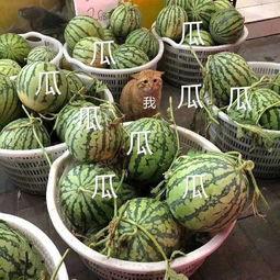 吃娱乐的瓜,揭秘明星幕后故事  第3张