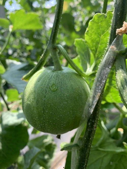 哪些地方可以娱乐圈吃瓜,揭秘明星幕后故事与热点事件 第2张 哪些地方可以娱乐圈吃瓜,揭秘明星幕后故事与热点事件 第2张